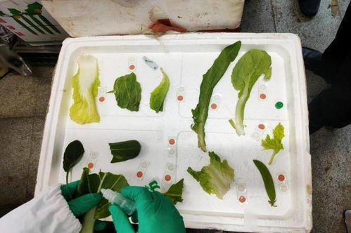 七里河區(qū)食品藥品檢驗(yàn)檢測中心 強(qiáng)化食用農(nóng)產(chǎn)品及食品快速檢測 筑牢食品安全防線